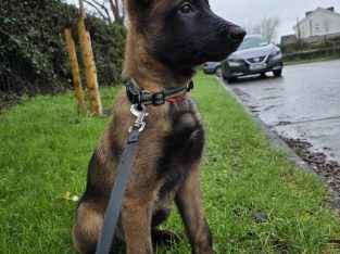 Purebred Belgian Malinois Puppies for Sale